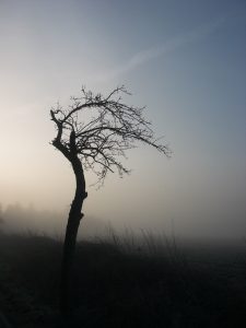 Kahler Obstbaum, Nebel, Gegenlicht der Sonne