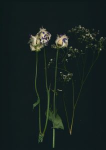 Vor schwarzem Hintergrund: drei vertrocknete Blüten, Schleierkraut