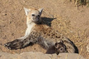 Liegende Hyäne hebt ihren Kopf und schaut auf ihr Junges.