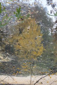 Zarter Baum, beigegelbe Herbstblätter, Spiegelung im Teich.