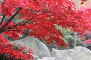 Helle Felsen, rotes Herbstlaub des japanischen Ahorns