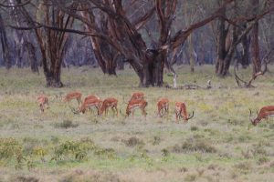 Wald, davor äst Herde von 9 Impala-Böcken