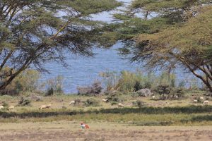 Ein Schäfer (im Vordergrund, Rückenansicht) ruht auf Crescent Island mit Blick auf seine Schafherde und den Lake Naivasha