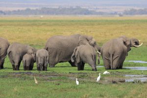 7 Elefanten unterschiedlichster Größe in versumpftem Grasgebiet.