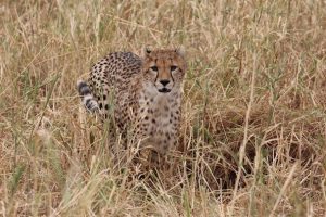 Ein Gepard, frontal in hohem Gras.