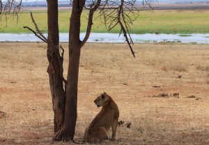 Auf dürrem Grasland Löwin neben Baum sitzend, wartet auf Beute.