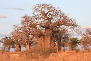 Affenbrotbäume (Baobabs), Abendsonne (Kenia)