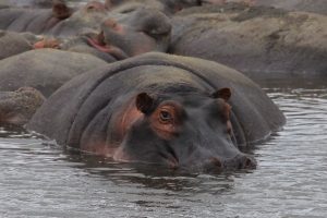 Eine Herde Flusspferde, halb im Wasser. Mittig ein Flusspferd frontal.