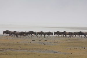 Weißbartgnus wandern in langer enger Reihe am Lake Magadi im Ngorongoro in beide Richtungen. Im Vorderfrund der olivbraune karge Boden, über den Gnus der weißgraue See und Himmel.