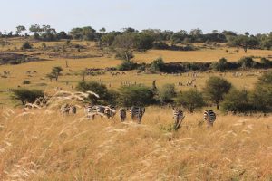 Zebras und viele weitere Tiere auf der Wanderung.