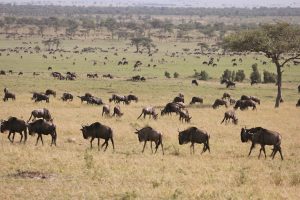 Steppe der Serengeti, voller Tiere (hier v.a. Gnus)