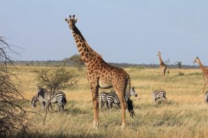 Im VG Giraffe, dahinter 4 Zebras, 2 weitere Giraffen in der Grassavanne.