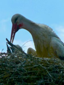 Ein Storch im Nest, im halboffenen Schnabel Wassertropfen zur Fütterung der Jungen