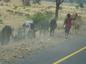 Ein Hütejunge treibt mit erhobenem Stock eine kleine Rinderherde auf dem dürren Gras am staubigen Straßenrand voran. (Tansania)