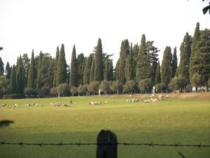 Rom, Blick über Wiese mit Schafherde und Schäfer zur Allee der Via Appia Antica