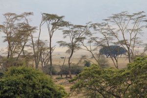 Blick in den Ngorongoro-Krater durch Büsche und Bäume