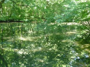 Teich und Laub der Bäume im Park von Schloss Nymphenburg bilden grünes Gewebe.