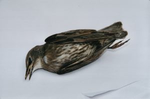 Ein toter Vogel auf einem geknickten weißen Papier